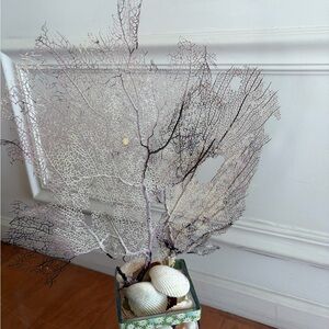 Two gorgonian corals